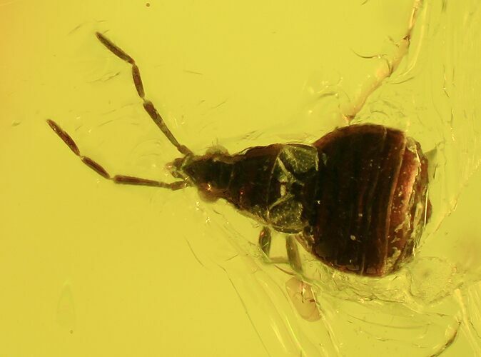 Fossil Cockroach (Blattoidea) Larva In Baltic Amber #93839